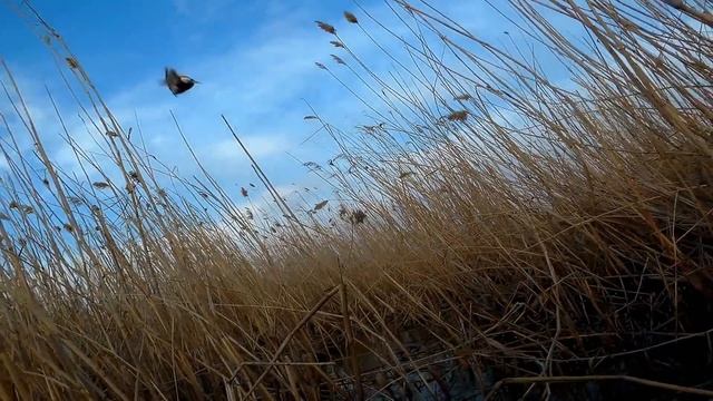 Карась на боковой кивок, в густом камыше!!!! Поиски карася в забродниках вечером!!! смотреть онлайн