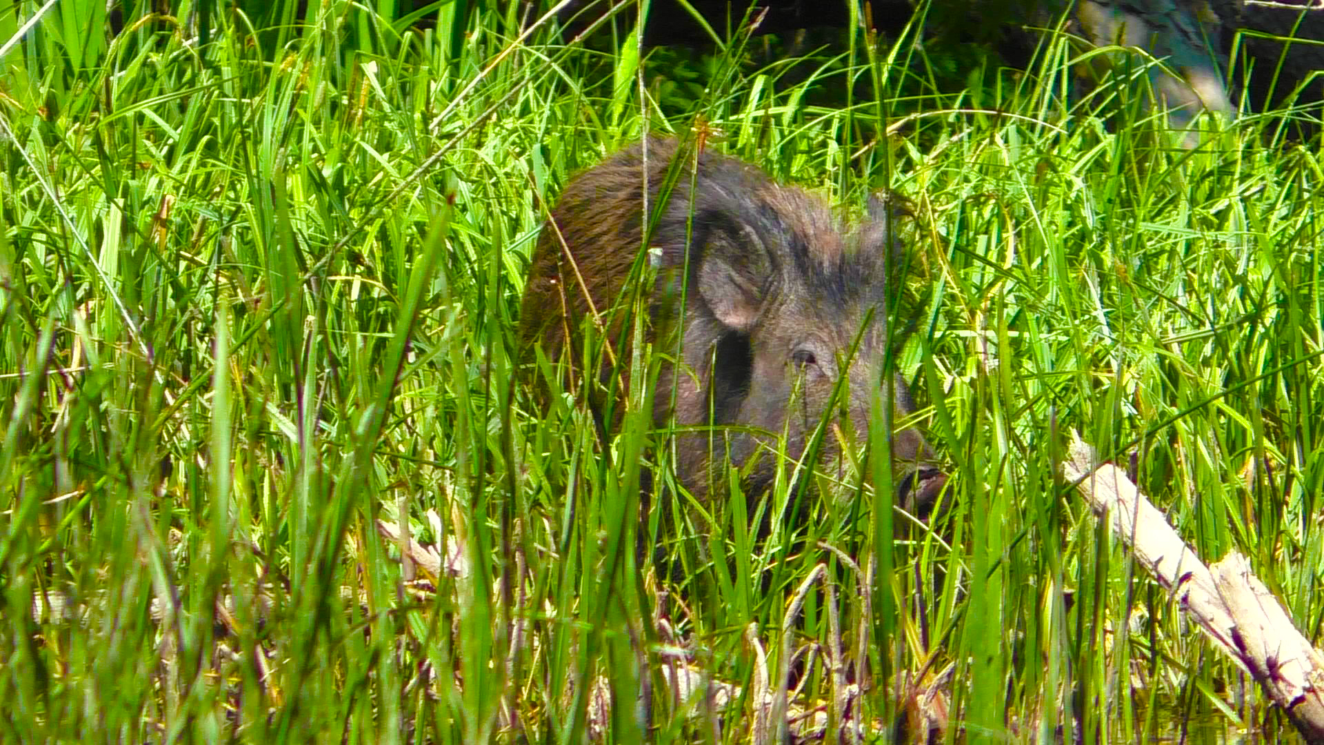 НАРВАЛСЯ НА КАБАНА!РЫБАЛКА В ИЮНЕ 2024!ЛОВЛЯ ЩУКИ НА СПИННИНГ! смотреть онлайн