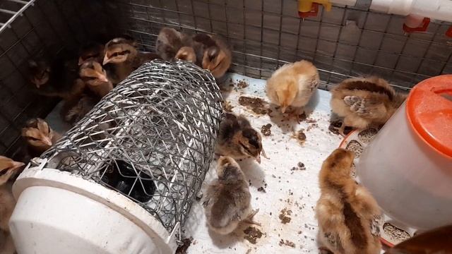 билефельдер порода кур смотреть онлайн