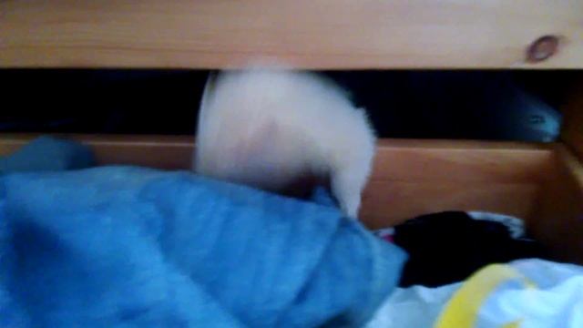 Jasper the blind ferret having fun !!! смотреть онлайн