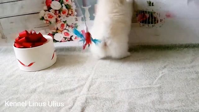 available. female puppy Spitz -4, date of birth 15.12.2020 белый щенок шпица из питомника смотреть онлайн