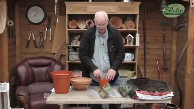 How to Plant Echinacea and Rudbeckia: Summer Garden Guide смотреть онлайн