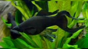 Черная моллинезия. Особенности ухода, содержания и разведения