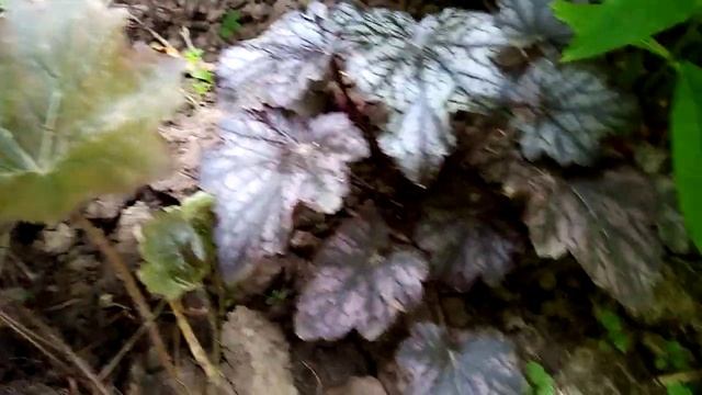 Хосты, гейхеры. Зелёный уголок смотреть онлайн