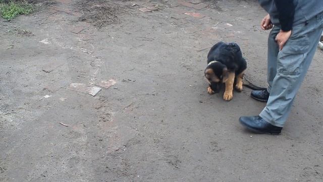 Обучение собак следовая работа начальный этап 1 часть смотреть онлайн