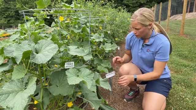 Hybrid Cucumber Summer Dance смотреть онлайн