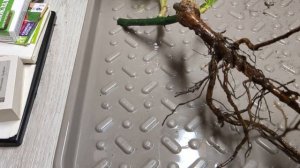 ДЕШЕВЫЕ РОЗЫ ИЗ СВЕТОФОРА КАК СОХРАНИТЬ ДО ПОСАДКИ В ГРУНТ