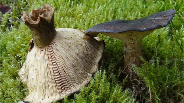 Lactarius plumbeus смотреть онлайн