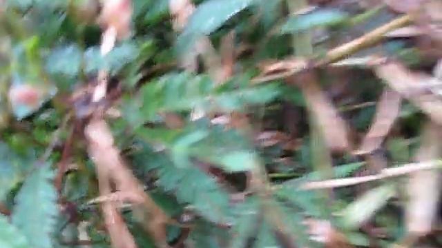 Листья сворачиваются при прикосновении смотреть онлайн