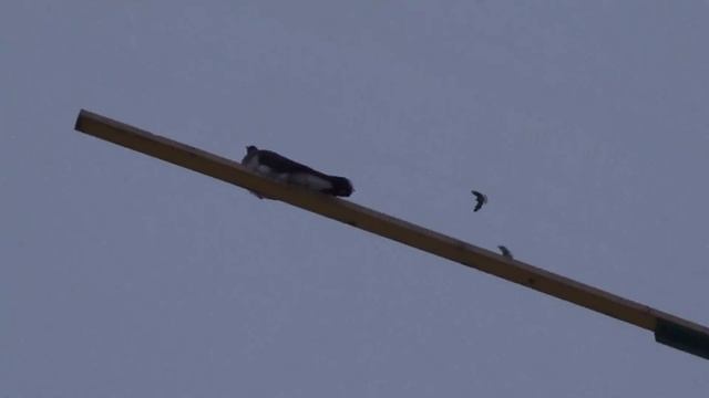 голуби в небе 18. 12. 2016 ч.2 смотреть онлайн