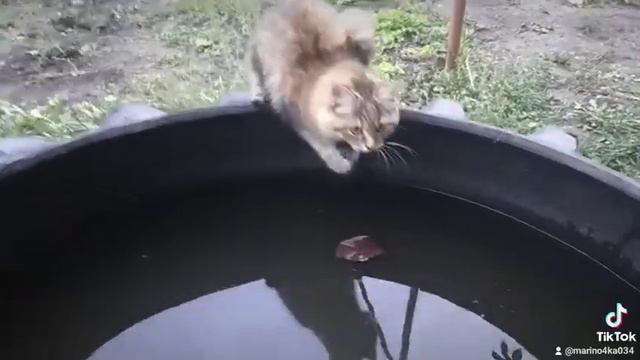 Удивительные животные/Кошки смотреть онлайн