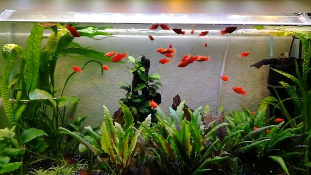 Мои аквариумы | Переселение рыбок | Пецилии и псевдоскаты севильи смотреть онлайн