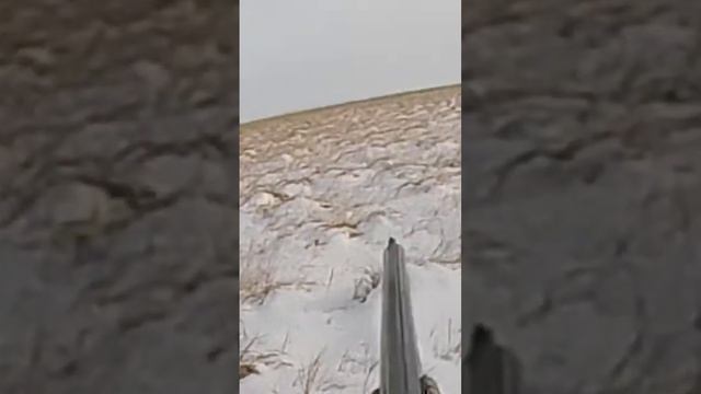 Запутал и ушел. Охота на зайца русака с Иж 27 смотреть онлайн