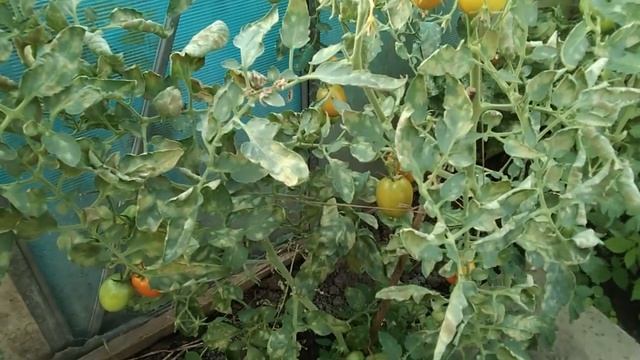 Листья у томатов желтеют и сохнут? Что за болезнь? Отчего? Как вылечить народными средствами? смотреть онлайн