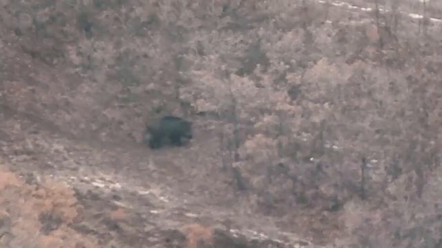TOP 25 WILD BOAR HUNTING SHOTS смотреть онлайн