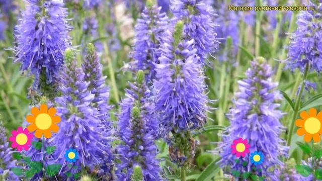 Вероника колосистая Инспайр блю. Краткий обзор, описание характеристик veronica spicata Inspire Blu смотреть онлайн