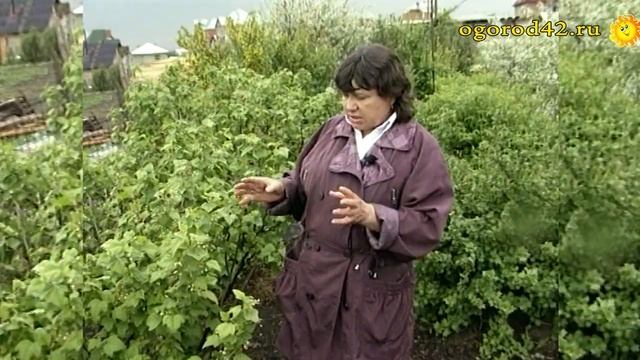 Совет, как добиться регулярного плодоношения смородины смотреть онлайн