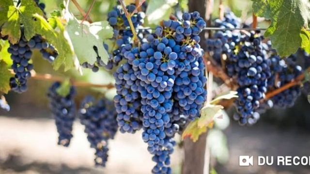 Hen And Chicken disease смотреть онлайн