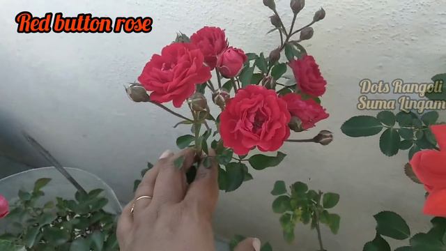 Red button rose смотреть онлайн