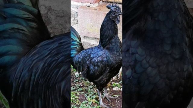 Петушки и курочки редких пород Очевидное невероятное смотреть онлайн