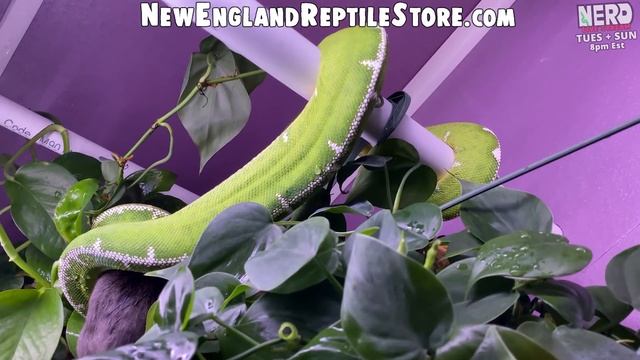 ONE of the Biggest Collection of Amazon Basin Emerald Tree Boas - And HOW to keep them смотреть онлайн