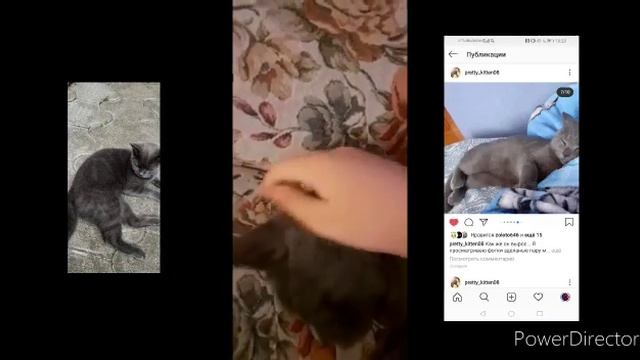 Мой сладкий сон/кот Марс/видио смотреть онлайн
