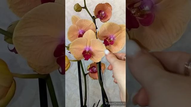состояние Орхидей с привоза , 100000 качество , орхидеи с аукциона смотреть онлайн