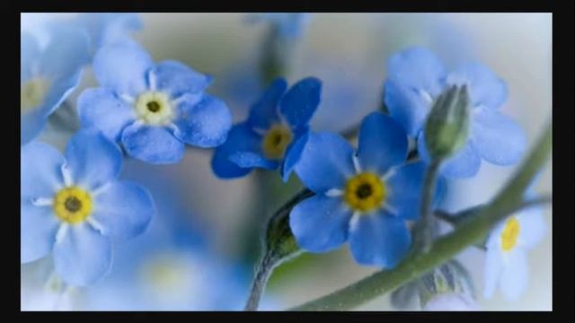 незабудка смотреть онлайн