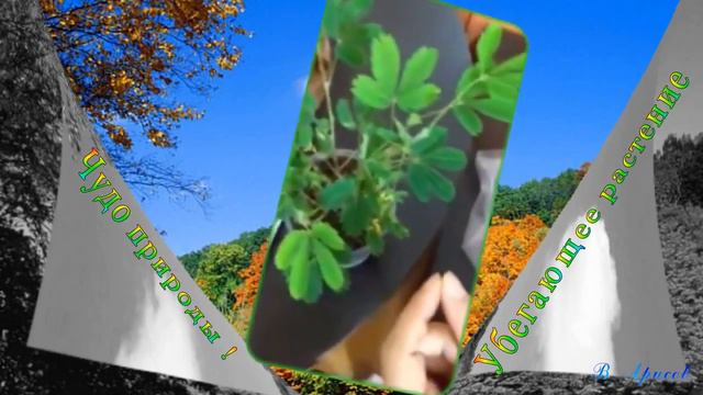 Убегающее растение смотреть онлайн