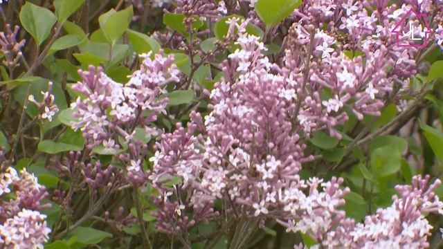 Un lilas de petite taille : le Syringa meyeri "Palibin" | Les tutos Jardins et Loisirs de Francis # смотреть онлайн