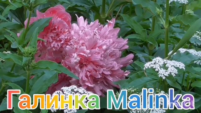 Ольга Уралочка live /Слетели с катушек все /Обзор Влогов /Фу/Уралочка и Сафар / смотреть онлайн
