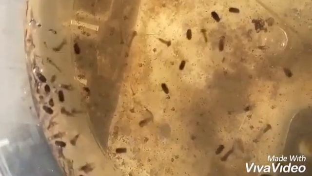 Жизненный цикл комара. Из личинки в куколку из #куколки в комара. Чем питаются маленькие #лягушата? смотреть онлайн