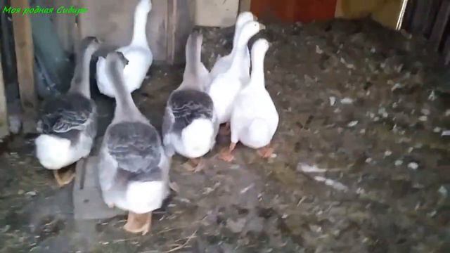 Всех развели на ночёвку. Наступил вечер, и птицы запели свои песни! смотреть онлайн