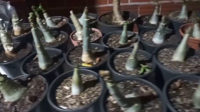 #rosas do deserto#enxertos de bridal buquet# смотреть онлайн