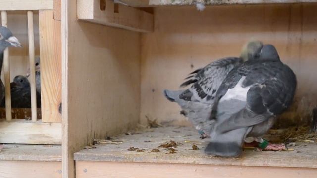 ПТЕНЦЫ РАСТУТ.КАК ГОЛУБИ КОРМЯТ,РЕДКИЕ КАДРЫ,ОБЗОР.ВИДЕО.THE CHICKS ARE GROWING.HOW PIGEONS FEED смотреть онлайн