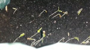 🌱ЧТО ДЕЛАТЬ ЕСЛИ СЕМЕНА ВЗОШЛИ С СЕМЕНЫМИ ОБОЛОЧКАМИ?/Не сбросили семенную оболочку..