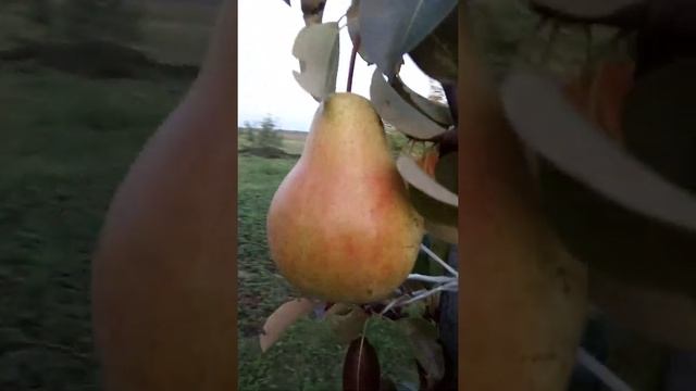 Карликовая груша. смотреть онлайн