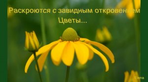 Раскроются с завидным откровением цветы  *