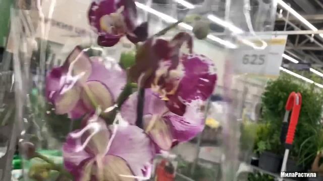 Новый привоз ОРХИДЕЙ в Леруа Мерлен, Петербург. смотреть онлайн