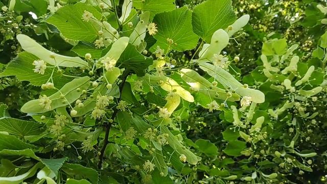 А Липы Цветут! На Что Способны Цветы Липы