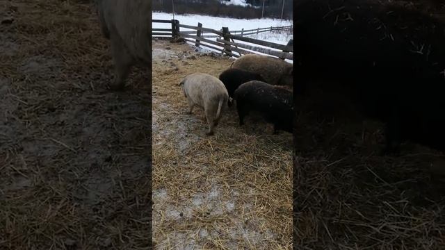 Мангалицы зимой смотреть онлайн