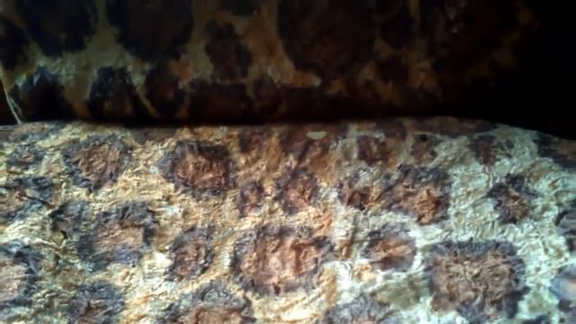 Что сказать менту когда он спрашивает возраст