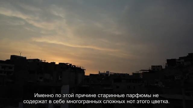Пиономания: лучшие ароматы с главным цветком мая смотреть онлайн