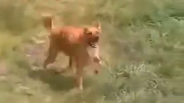 Ахаха, собака танцует лезгинку Ржака смотреть онлайн