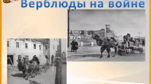 Животные на войне