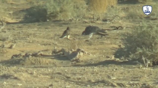 Falco peregrinus VS Falcon смотреть онлайн