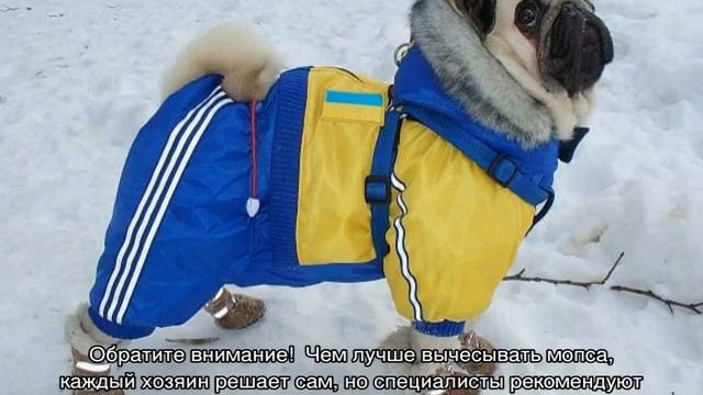 Как ухаживать за мопсом: содержание в квартире смотреть онлайн