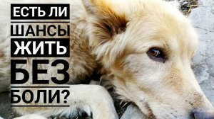 Обследовали Ральфа, какой есть выход?