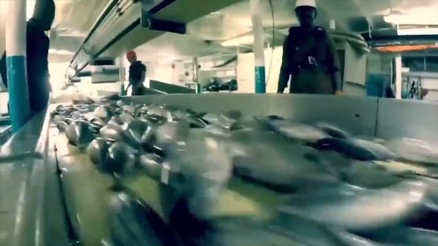 Ролик Биоразнообразие смотреть онлайн