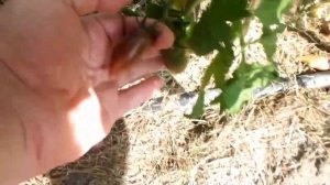 Что вырастает из китайских семян Китайские помидоры  What grows from Chinese seeds Chinese tomatoes